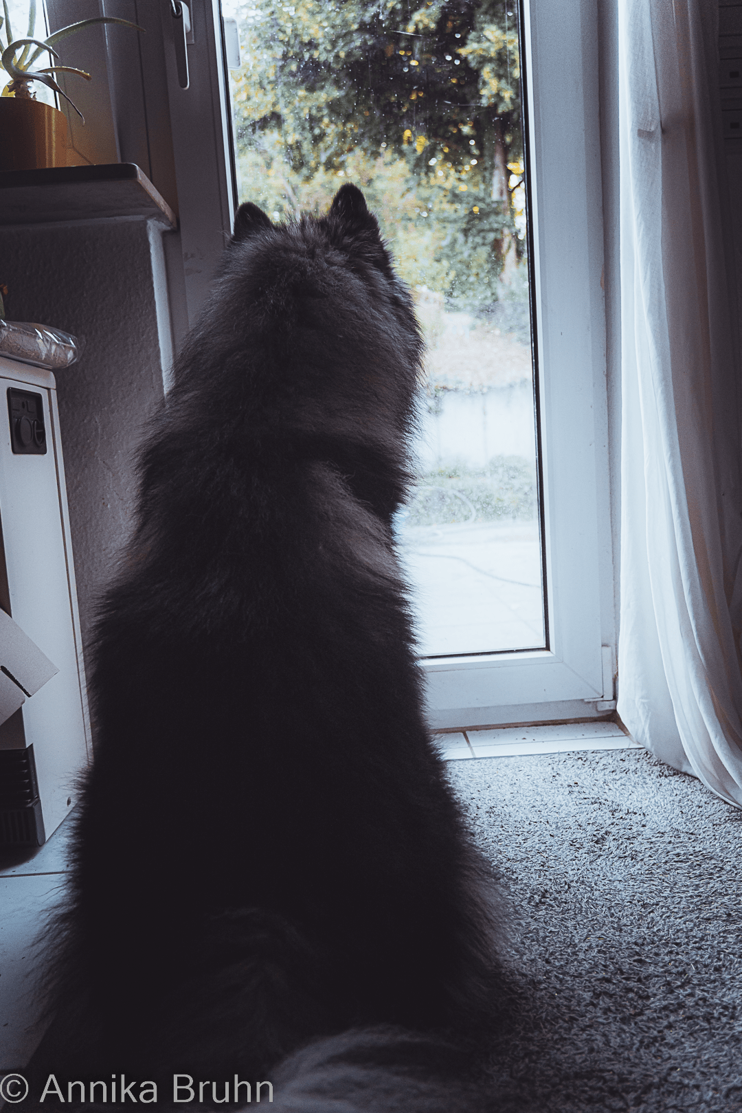 Q hat die Katze genau im Blick!